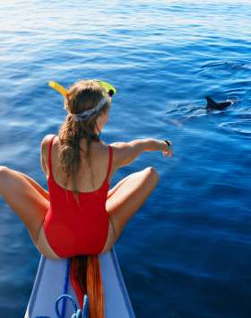 Whale & Dolphin Watching