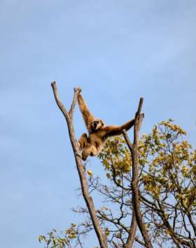 Wildlife Research in Sri Lanka