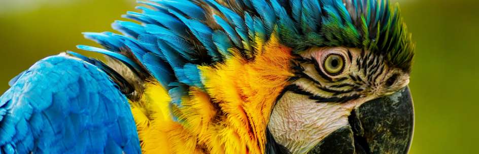 Sri Lanka Nature and Wildlife Tours
