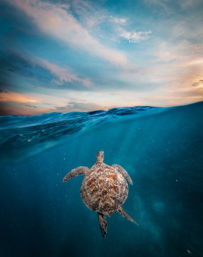 Turtle Rehabilitation in Sri Lanka